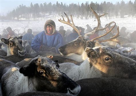 nenets reindeer herding